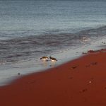 Pláž s červeným pieskom na ostrove Rabida